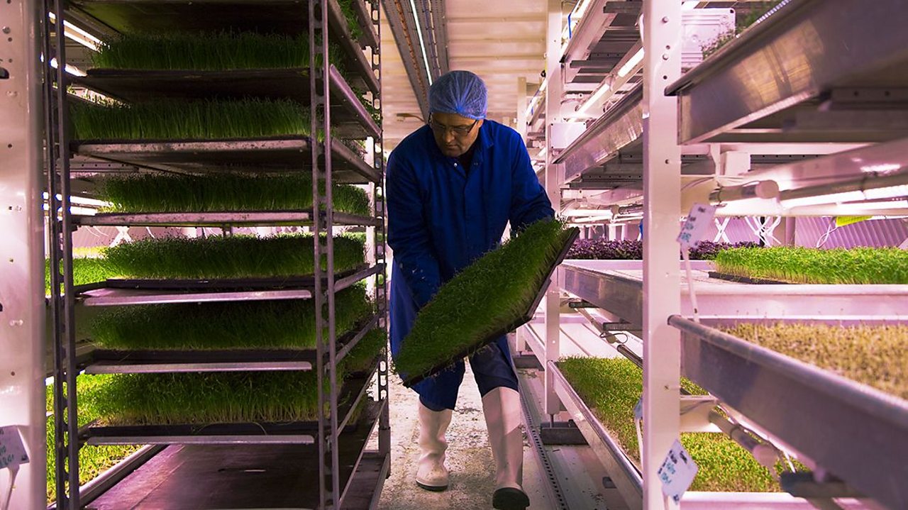 Growing Underground grows herbs and micro greens in tunnels underneath Clapham.