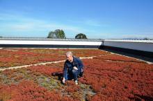 Researching the minimum requirements for a green roof