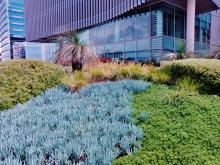 140 William Street, Green Roof, Roof Top Garden, Perth WA