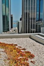 140 William Street , Green Roof , Roof Top Garden , Perth , WA , Deep Green