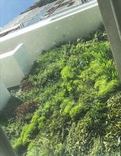 Ivy Apartments, Green Walls, Fytogreen, Vertical Garden, Fytowall