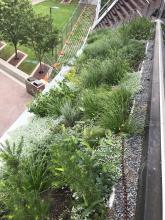 Sloping Roof Garden, Fytogreen, Great Hall Uni SA, Green Roof, Adelaide 