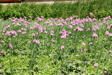 Close-up of some beautiful flowering perennials on May 29, 2010; Photo Courtesy of Kees, Govers, LiveRoof Ontario Inc. 